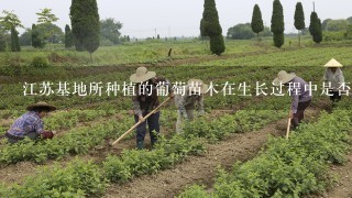 江苏基地所种植的葡萄苗木在生长过程中是否容易受到风沙的影响