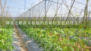 降县连鹅苗木基地的具体信息包括什么