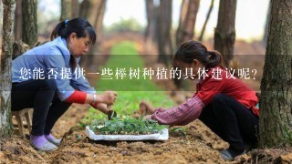 您能否提供一些榉树种植的具体建议呢