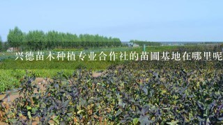 兴德苗木种植专业合作社的苗圃基地在哪里呢