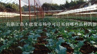 在浙江苗木批发市场中可以买到哪些品种的新鲜植物材料