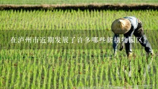 在泸州市近期发展了许多哪些新植物园区