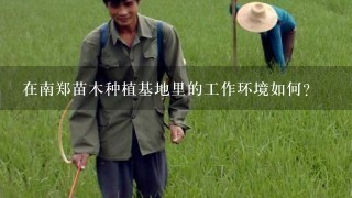 在南郑苗木种植基地里的工作环境如何