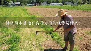 钵格苗木基地在育种方面的优势是什么