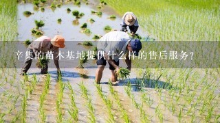 辛集的苗木基地提供什么样的售后服务