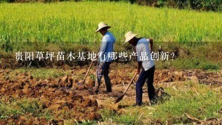 贵阳草坪苗木基地有哪些产品创新?