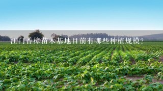 江门香樟苗木基地目前有哪些种植规模?