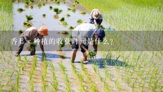 香Εκ种植的收获时间是什么?