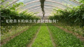 夏橙苗木的病虫害虫防治如何?