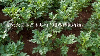 贰六六园林苗木基地有哪些特色植物?