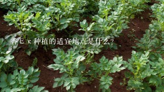 香Εκ种植的适宜地点是什么?