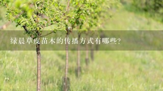 绿晨草皮苗木的传播方式有哪些?