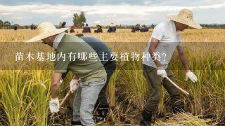 苗木基地内有哪些主要植物种类?