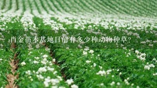 肖金苗木基地目前有多少种动物种草?