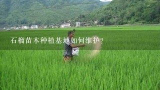 石榴苗木种植基地如何维护?