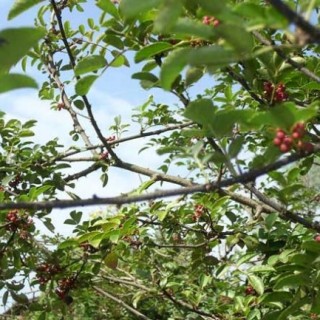 花椒种植视频,第1图