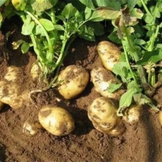 土豆水肥管理要点,第2图