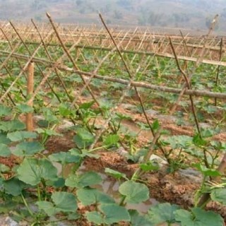 南瓜地膜覆盖种植技术,第1图