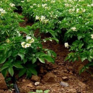 土豆高产施肥方法,第1图