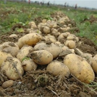 土豆水肥管理要点,第1图