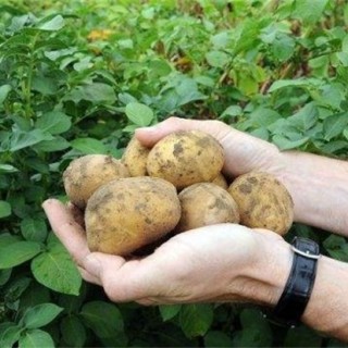 土豆高产施肥方法,第4图