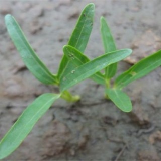 空心菜育苗技术要点,第1图