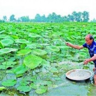 莲藕什么时间种植好？莲藕高产种植技术,第2图