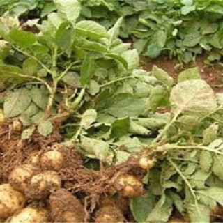 土豆水肥管理要点,第3图