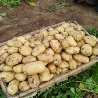 土豆高产施肥方法,第5图