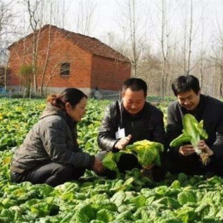 黄心菜种植时间和方法,第4图