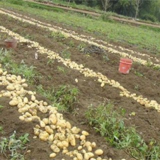 土豆种植产量不高该怎么办,第1图