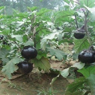 露地夏茄子管理技术,第4图