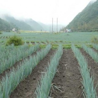 大葱种植技术,第1图