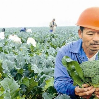 预防西兰花早期抽薹的措施,第4图