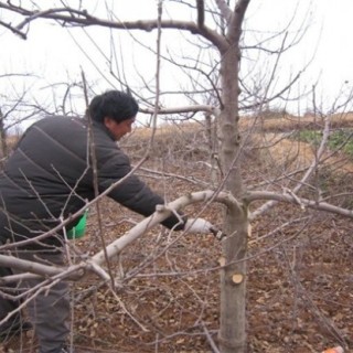 苹果树花前如何复剪？苹果树花前复剪技术,第2图