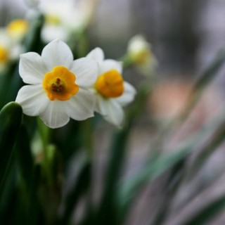 水仙花怎么催芽 ,第3图