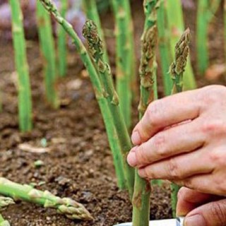 芦笋种植前景怎么样？,第2图