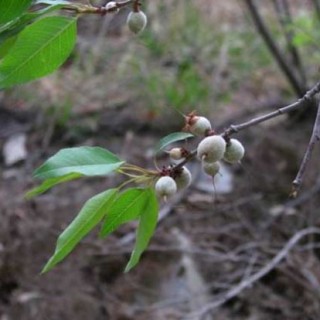 山桃种子价格及种植方法,第2图