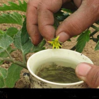 西红柿的种植管理技术(3),第1图