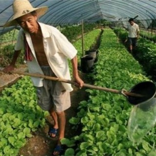 夏季白菜种植管理要点,第5图