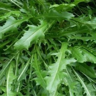 野菜种植注意事项,第1图