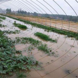 暴雨后蔬菜怎么管理,第4图