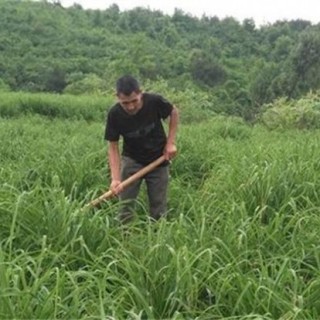 黄花菜除草方法及注意事项,第5图