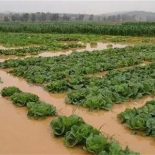 暴雨后蔬菜怎么管理,第1图