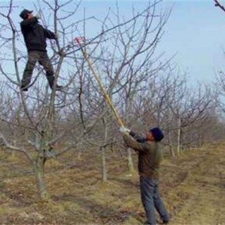 苹果树冬季修剪技术,第1图