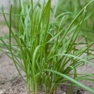 家庭种植什么蔬菜好？,第2图