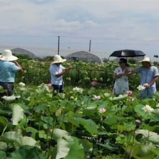 荷花的种植方法,第3图