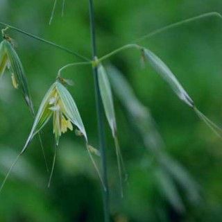 燕麦的种植时间,第1图