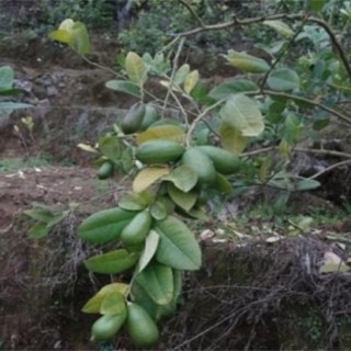 香水柠檬种植技术,第1图