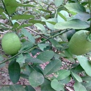 香水柠檬种植技术,第4图